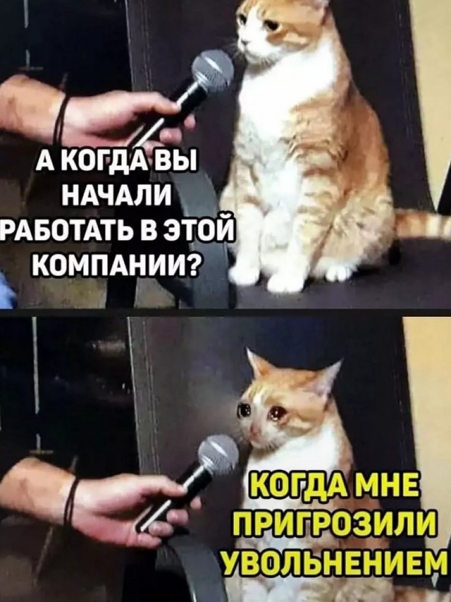 К котовторнику: подборка картинок-баянов с котиками и про котиков. Выпуск 19.