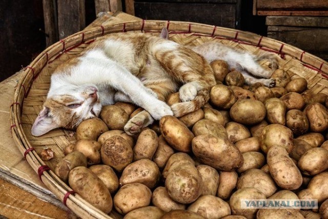 К котовторнику: подборка картинок-баянов с котиками и про котиков. Выпуск 25.