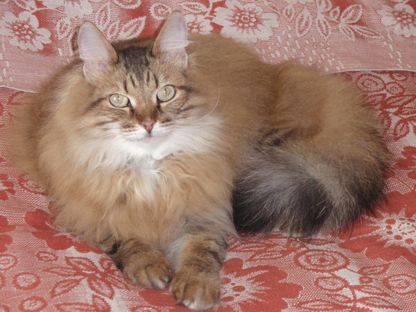 Котовторник 16.09.14