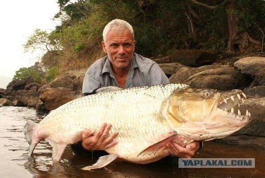 Новогодняя пробка!