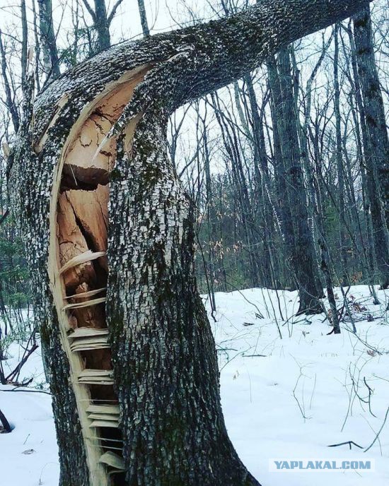 Весёлые картинки