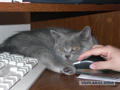 Котовторник 22.03.2016