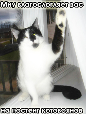 Котовторник!
