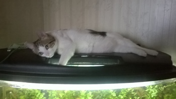 Котовторник 21.02.2017