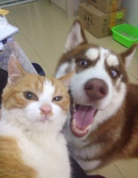 Коты и Кошки