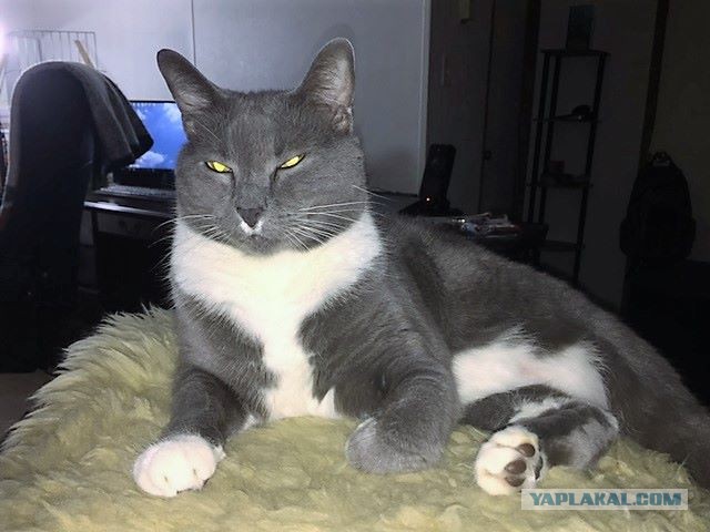 Котовторник 11/04/2017