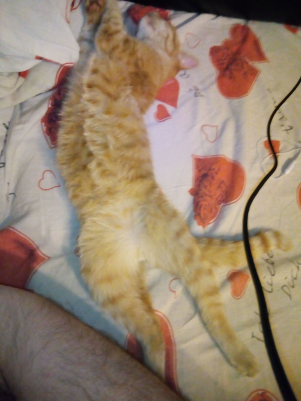 Котовторник  14.11.2017