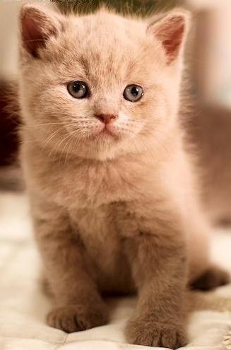 Котовторник на 22 июня