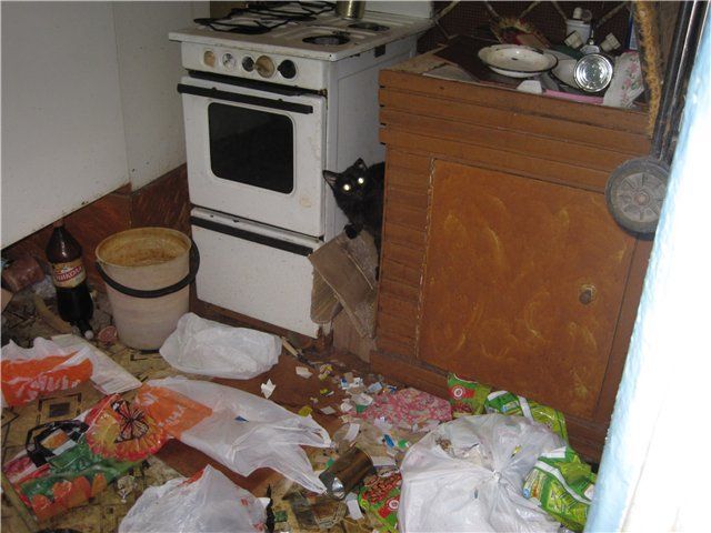 Коты в запертой квартире