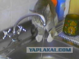 Первый котовторник июля