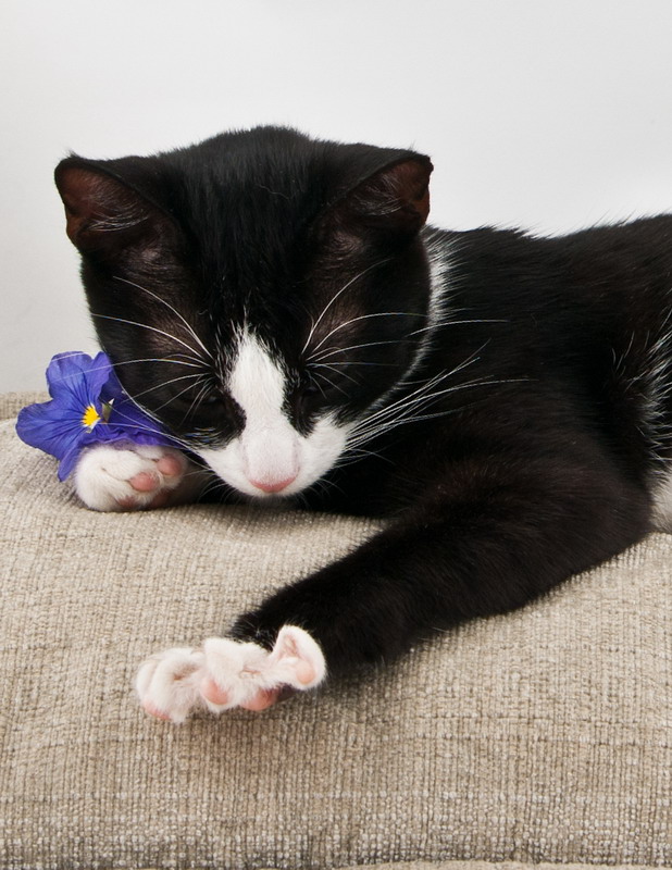 Котовторник! 11.10.11