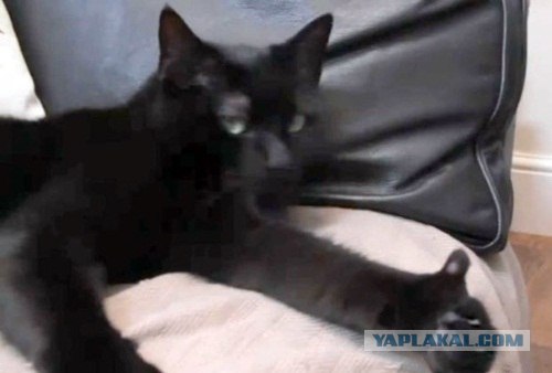 Лабиринт для кота