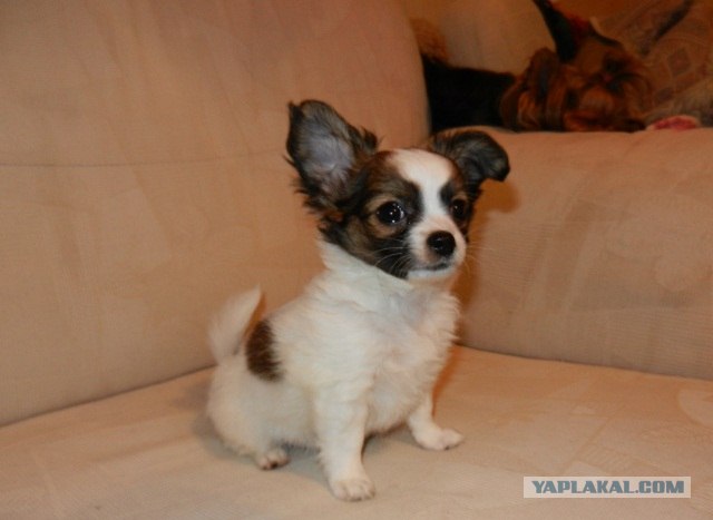 Черепахи умирают молча