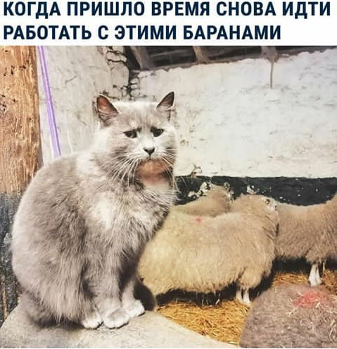 Кот мизантроп