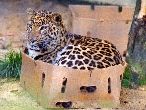 Дикий котовторник 20.08.19
