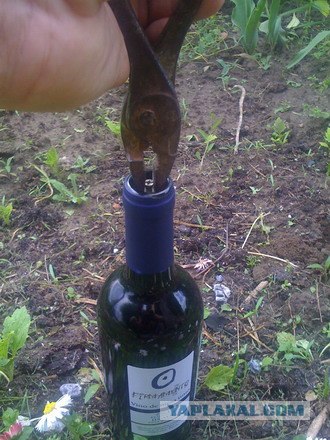 Все из рыбы!