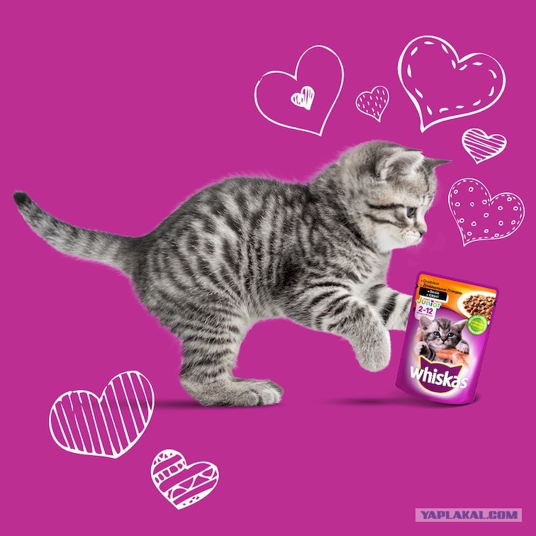 Рисунок кот вискас