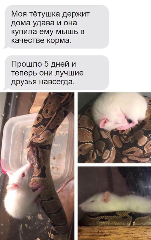Картинки и мемы для настроения - 15