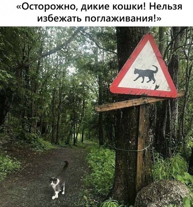 Картинки и мемы для настроения - 23