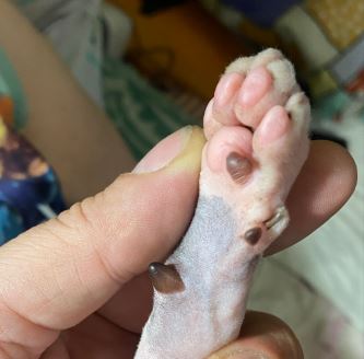 Немного милоты в котовторник