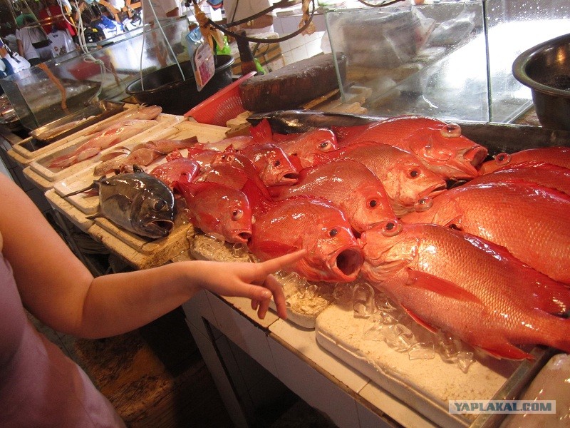 Рыба на шри ланке. Рыба Шри Ланка. Красная рыба на Шри Ланке. Рыбы Шри Ланки.