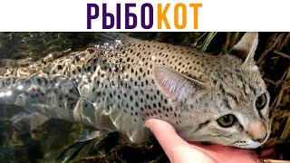 Рыбовладелец