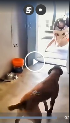 Испужали собачку.