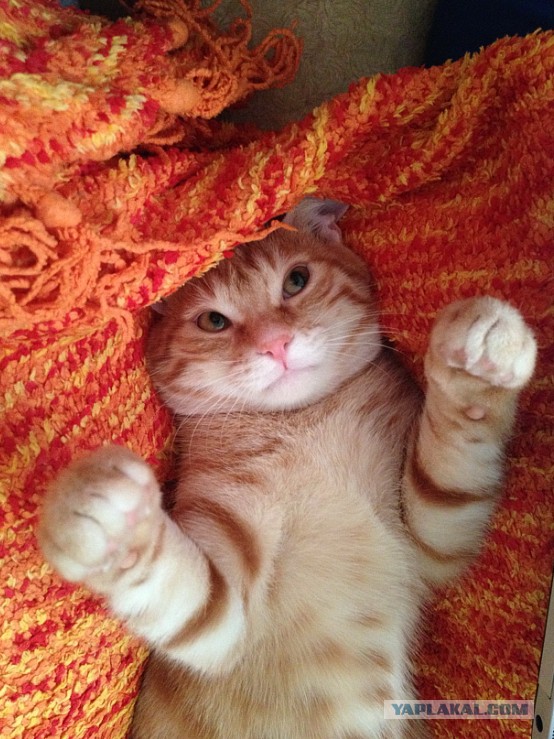 Котовторник  28.01.14