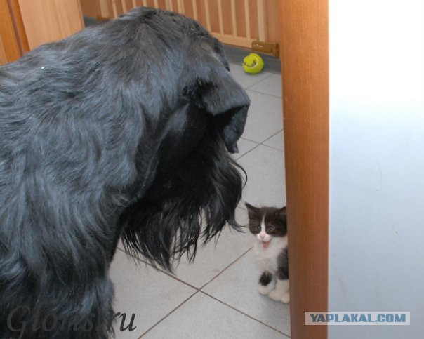 Котовторник 04.03.2014