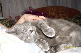 Котовторник 11.11.2014