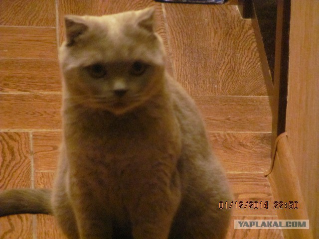 Котовторник 2.12.14