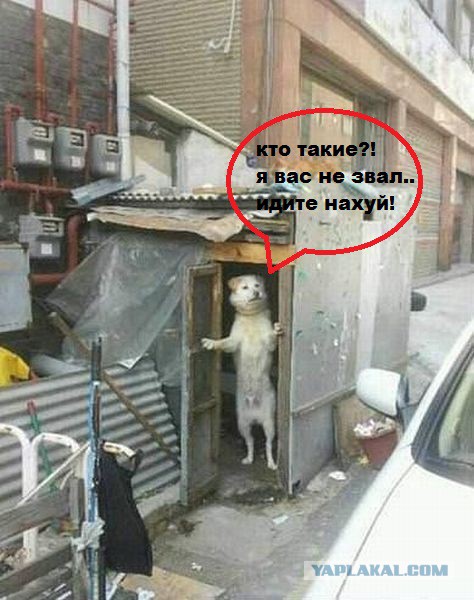 30 веселых фотографий с животными