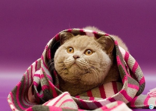 Котовторник наступил!:)