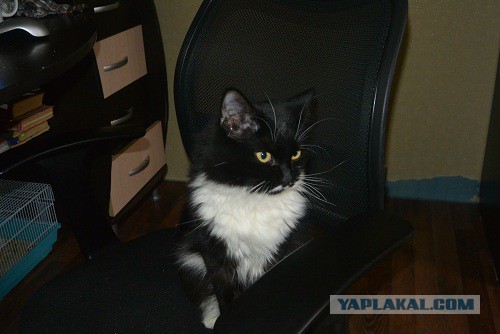 Коты, они - как люди!