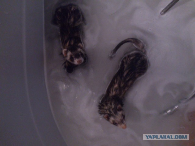 15 фоток животных во время помывки.