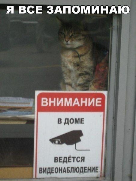 Мохнатые беспредельщики