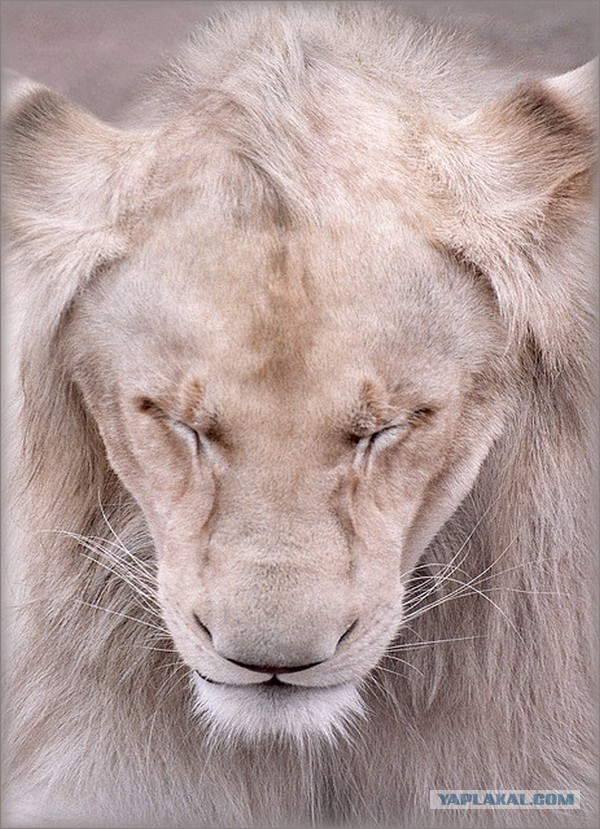 Полочки из ГКЛ своими руками