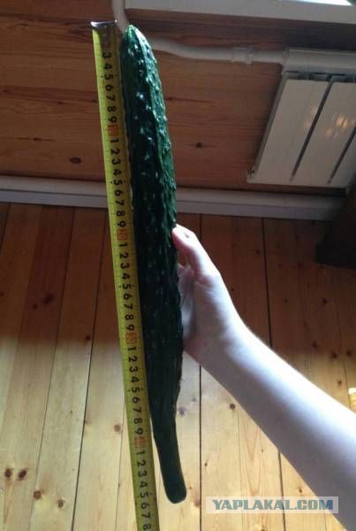 Картинки и приколы из сети