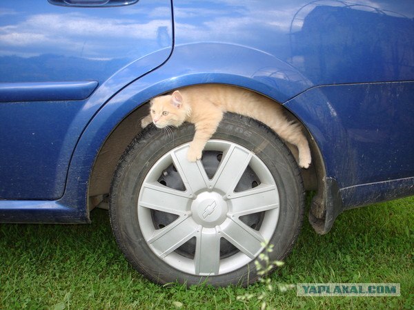 Про котов...