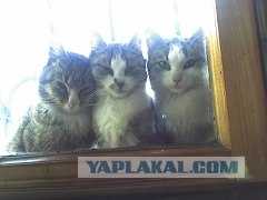 Котовторник на ЯПлакалъ (27.05.08), прикольные коты, добавляем свои!