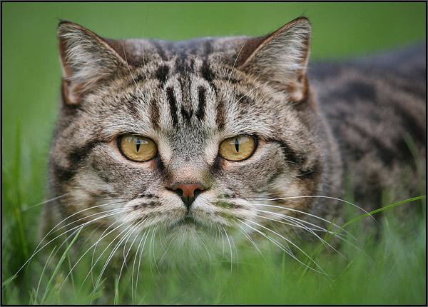 Котовторник на ЯПлакалъ