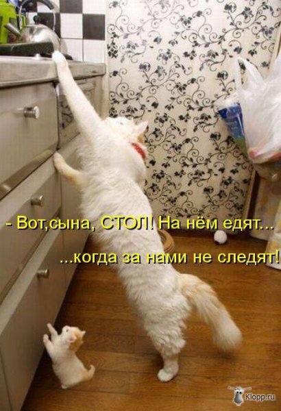 Котовторник (31.01.2012)