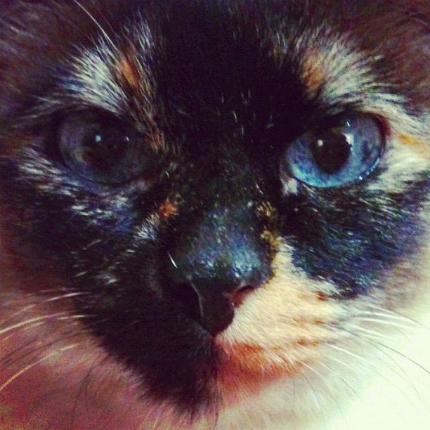 Котовторник 20.03.2012