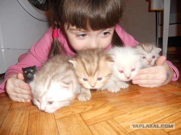 Котовторник  12. 06. 2012