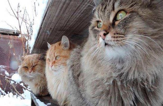 Забавные фото котеек