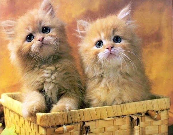 Забавные фото котеек