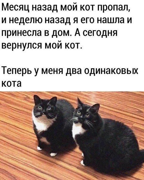 Двойная жизнь мексиканского кота