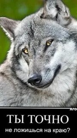 Котэ, совэ и все-все-все