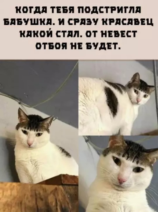 Картиночки, баянчики 19 марта