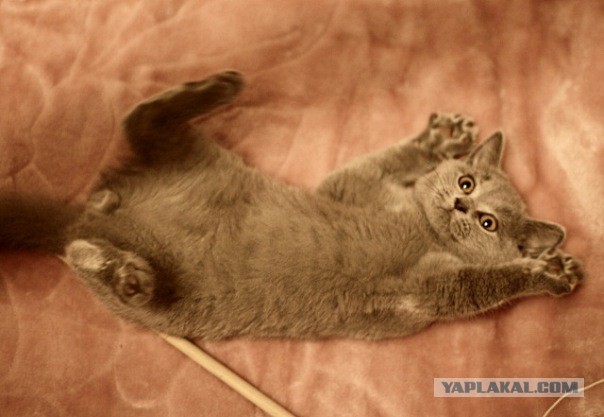 Котовторник  25.03.2014